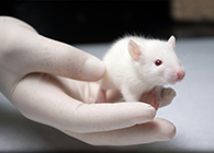 新宝GG肿瘤药效实验顺遂通过江苏省FDA审查