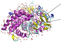 2009年5月新宝GG加入了上海国际卵白质及多肽工业博览会
