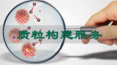新宝GG质粒构建服务