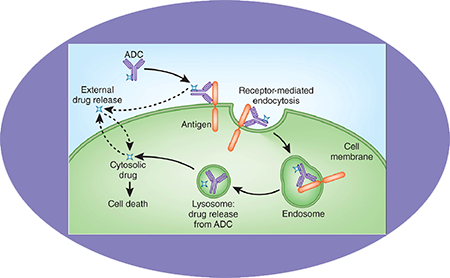 新宝GGADC临床前服务之ADC作用机制