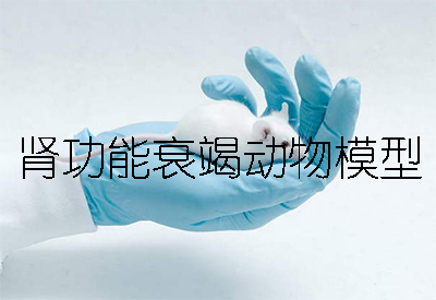 肾功效衰竭动物模子 肾功效衰竭动物模子