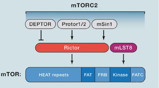 mTORC2的组成卵白主要有Rictor、mSin1、mSLT8和Protor等