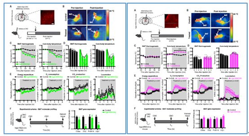 对神经元的激活会镌汰棕色脂肪产能，，，镌汰身体活动，，，从而抑制能量的消耗；；；；；；相反，，，抑制神经元会提高能量的消耗。。