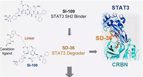 结构优化获得的SH2连系分子SI-109与CRBN连系，，获得SD-36