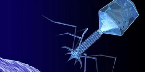 噬菌体疗法、溶瘤病毒，，，，，，以及构建细胞表达载体的病毒转染因子等都体现出病毒对人类善良温顺的一面