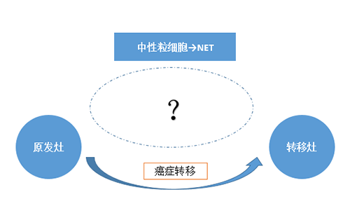NET可能会通过某些方式“捕获”或“叫醒”癌细胞，，从而造成癌细胞的迁徙。。。