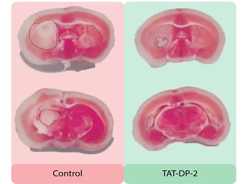 将TAT-PP-2注射入小鼠体中举行实验