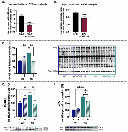 CMS121镌汰脂质过氧化并具有抗炎特征