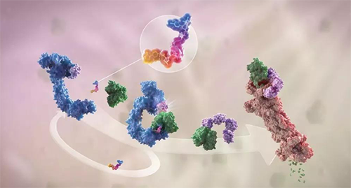 LYTAC出生，，，，与PROTAC并肩作战针对不可成药的靶点