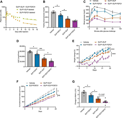 GLP1-ELP-FGF21双激动剂融合卵白对血糖和体重具有有用且持续的作用 新宝GG