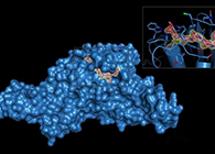 Science重磅！一种“分子铰剪”怎样成为COVID-19药物的主要靶标？？？？