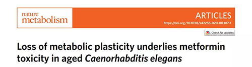 在线虫和人类原代细胞中，，当在其寿命晚期提供二甲双胍时，，二甲双胍会缩短命命，，这与二甲双胍在年轻生物体中的起劲作用相反。。。。。