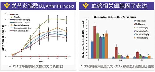 类风湿枢纽炎鼠足体积