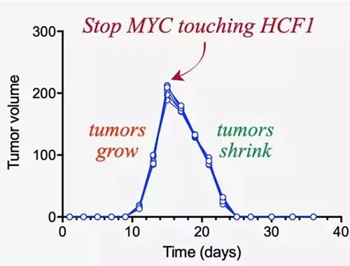 可以“融化”肿瘤的卵白质，，，你一定没有听说过！