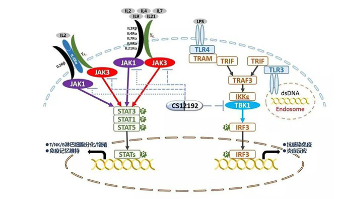 自身免疫疾病或迎新疗法！新宝GG助力微芯生物CS12192获批FDA