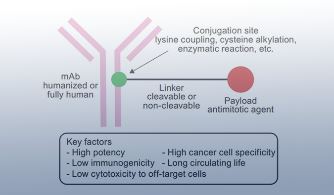 ADC药物：迎接市场热潮，，，，，，攻破研发壁垒