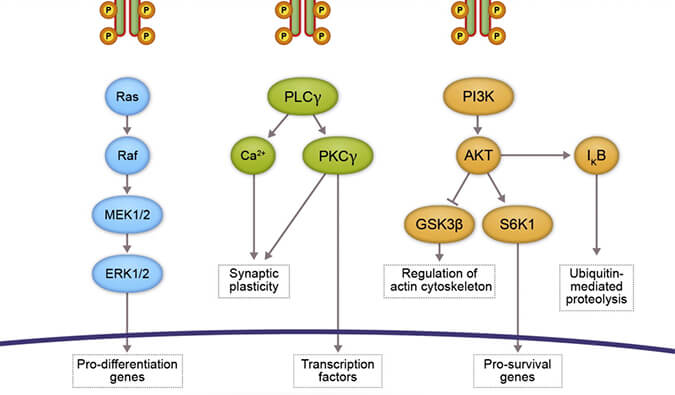 新宝GG助力 | 睿跃生物1类新药 TRK降解剂CG001419获批临床