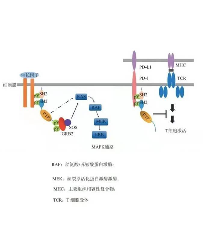 新宝GG助力凌达生物SHP2变构抑制剂RG001片获批临床.jpg