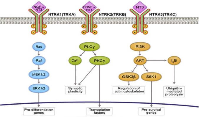 新宝GG助力睿跃生物1类新药 TRK降解剂CG001419获批临床.jpg