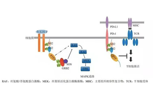 新宝GG助力凌达生物SHP2变构抑制剂RG001片获批临床.jpg