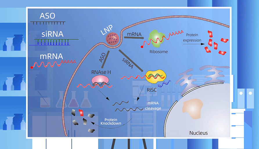 核酸药物的作用机制主要有哪些？？？？？