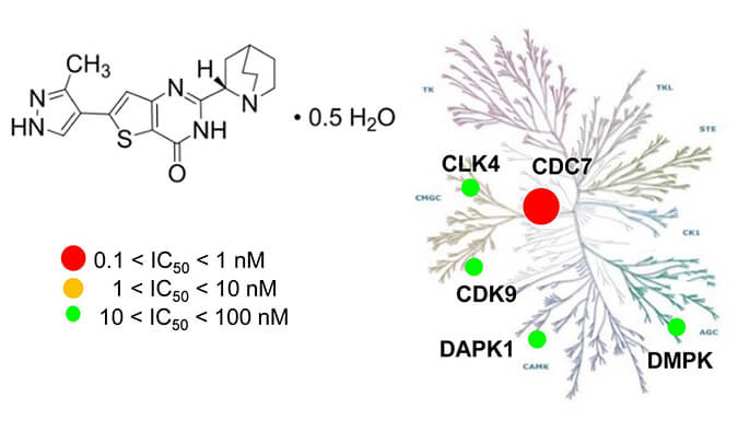 TAK-931是一种高特异性CDC7抑制剂，，，，，具有抗肿瘤功效，，，，，本研究中体内药效实验通过新宝GG举行