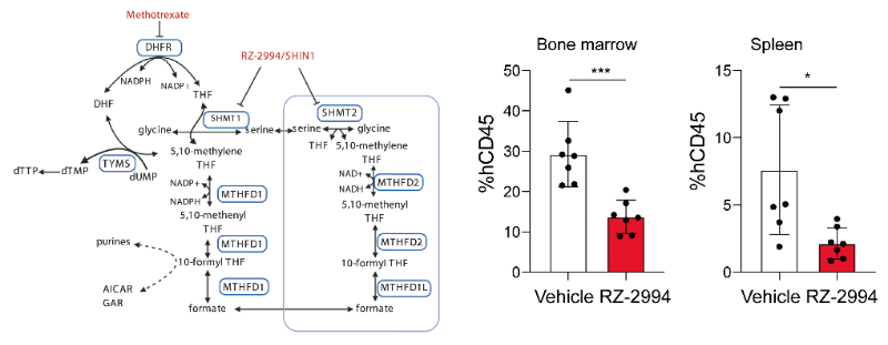 研究职员使用RZ-2994来表征抑制SHMT1/2在T细胞急性淋巴细胞白血病 (T-ALL) 中的作用，，，，，，RZ-2994通过新宝GG定制合成