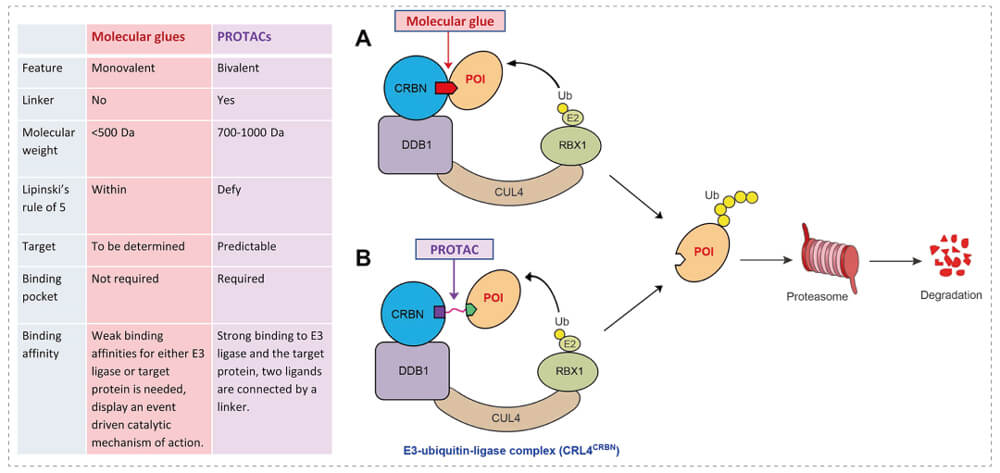 3-通过泛素-(Ub)-卵白酶系一切降解目的卵白-(POI)-示意图：分子胶(A)；；；；PROTAC-(B).jpg