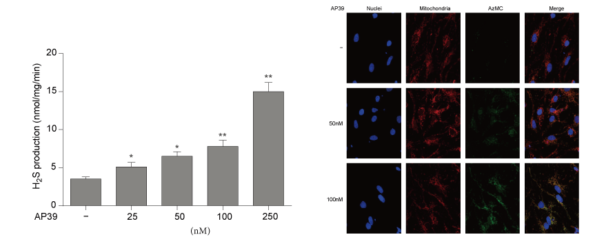 AP39是一种新合成的线粒体靶向的H2S供体，，，本研究中AP39通过新宝GG设计和合成