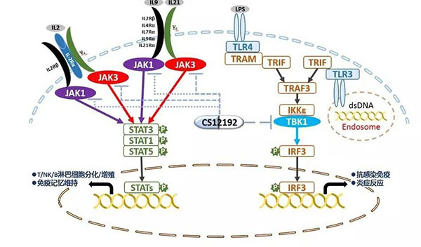 自身免疫疾病或迎新疗法！新宝GG助力微芯生物CS12192获批FDA.jpg