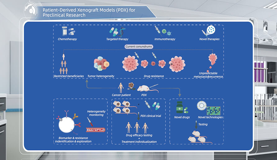 什么是临床前研究的PDX（人源肿瘤异种移植）模子？？