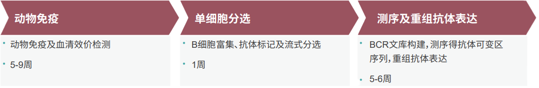 新宝GG单B细胞抗体发明平台