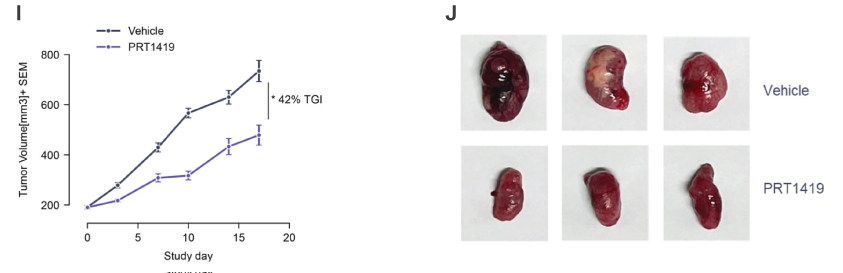 MCL1抑制剂在多种实体瘤和血液肿瘤模子中显示抗肿瘤效果，，，本研究中药效实验通过新宝GG举行