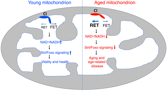 特异性RET抑制剂CPT可改善阿尔茨海默病，，，本研究中CPT由新宝GG化学部分合成