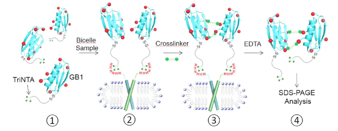 跨膜结构域寡聚体的结构测定新要领，，，其中TriNTA通过新宝GG合成