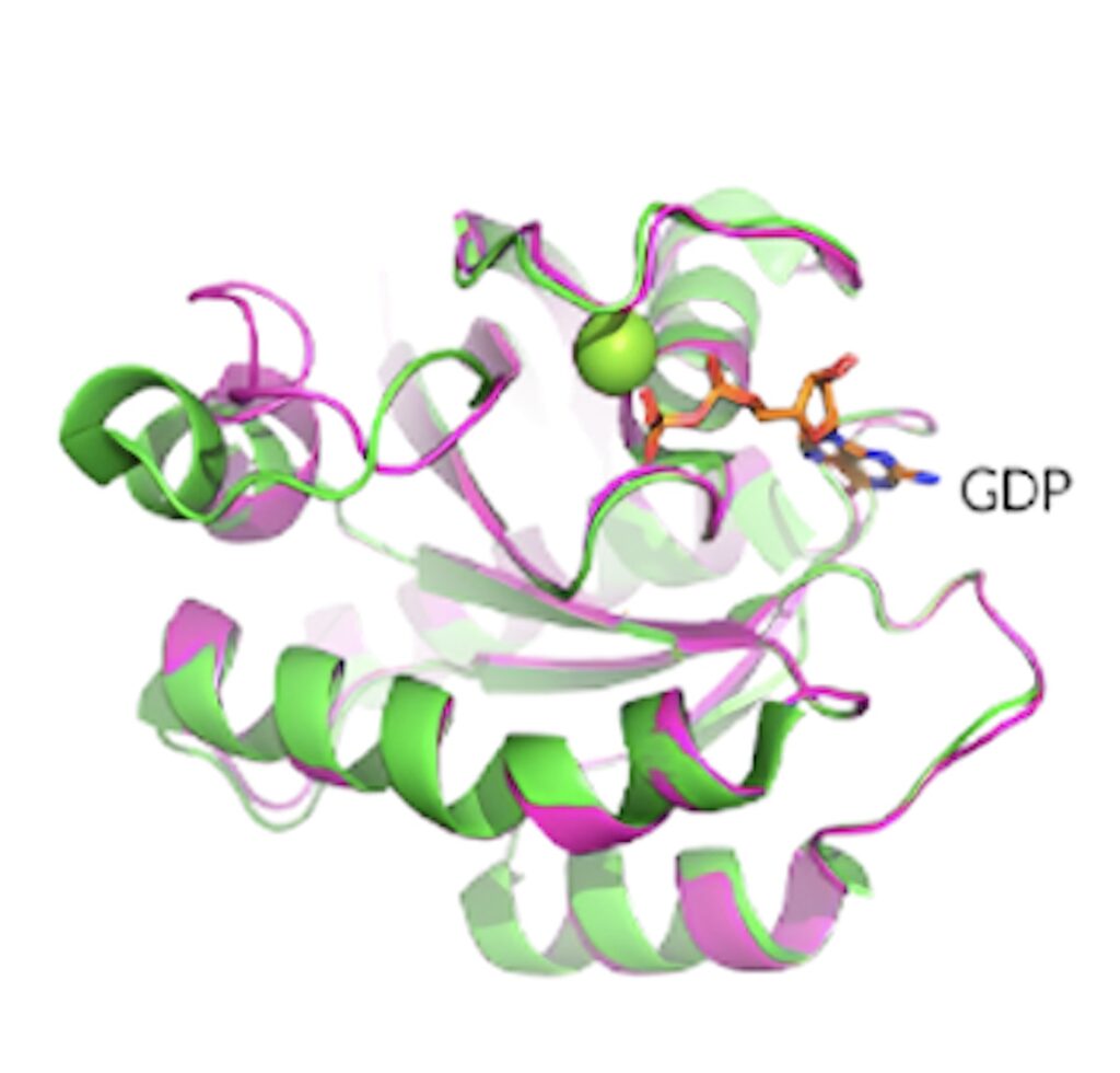 KRAS G12D晶体结构展现了卵白质的构象和 GDP 连系状态。。.jpeg